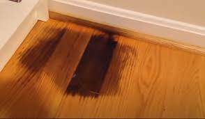 Dog Urine Soaked Into Hardwood Floor